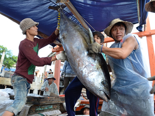 Tuna fishermen haul in profits